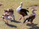 Orinoco Goose (WWT Slimbridge April 2013) - pic by Nigel Key